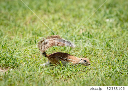 Ground squirrel running in the grass. 32383106