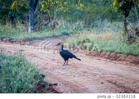 Southern ground hornbill walking on a dirt road. Southern ground hornbill walking on a dirt road. 32383118