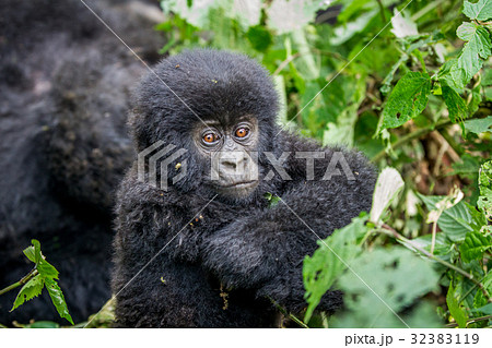 Close up of a baby Mountain gorilla. 32383119