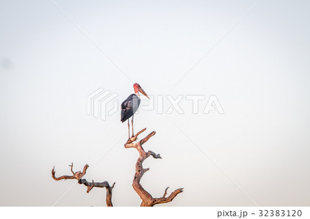 Marabou stork standing in a dead tree. 32383120