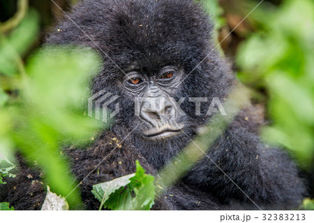 Close up of a baby Mountain gorilla. 32383213