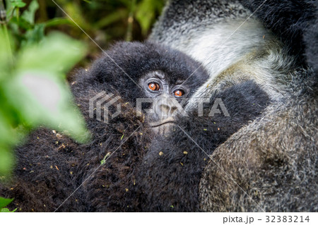 Close up of a baby Mountain gorilla. Close up of a baby Mountain gorilla. 32383214