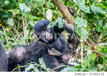 Close up of a baby Mountain gorilla. 32383216