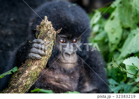 Close up of the hand of a baby Mountain gorilla. 32383219