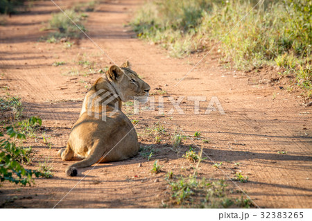 Big female Lion laying on a dirt road. Big female Lion laying on a dirt road. 32383265