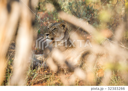 Female Lion hiding in the bush. Female Lion hiding in the bush. 32383266