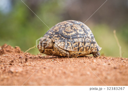 Close up of a Leopard tortoise on dirt. Close up of a Leopard tortoise on dirt. 32383267