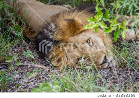 Big male Lion laying in the bush. Big male Lion laying in the bush. 32383269