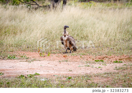 White-backed vulture standing in the grass. White-backed vulture standing in the grass. 32383273