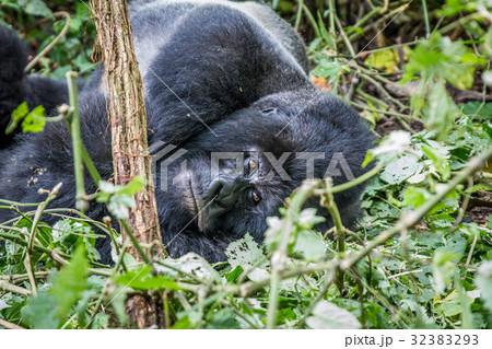 Silverback Mountain gorilla laying down. Silverback Mountain gorilla laying down. 32383293