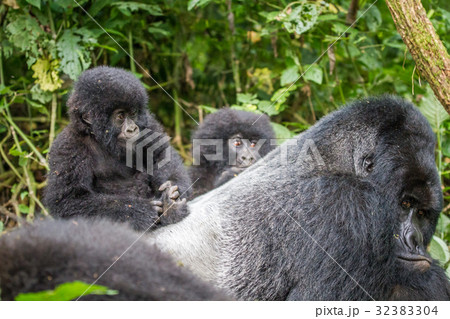 Baby Mountain gorilla on a Silverback. 32383304