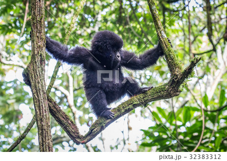 Baby Mountain gorilla climbing in a tree. 32383312
