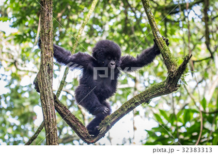 Baby Mountain gorilla climbing in a tree. 32383313