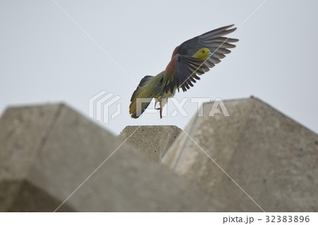 アオバト 32383896