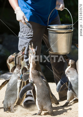 Pinguin is being fed 32383970