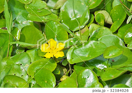 アサザの黄色の花 32384026