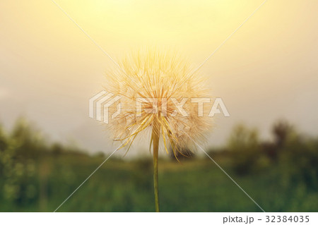 Dandelion seeds in the morning sunlight Dandelion seeds in the morning sunlight 32384035