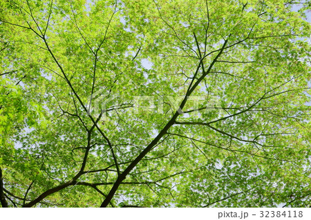 青もみじの杜１ 32384118