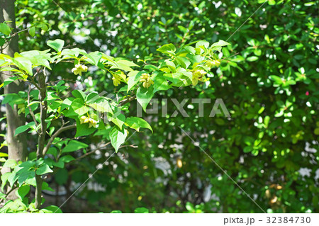 エゴノキの実 ネコアシ エゴノキの実 ネコアシ 32384730
