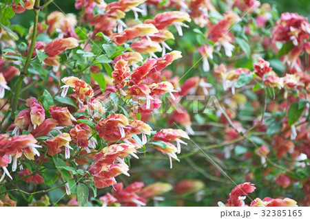 コエビソウ コエビソウ 32385165