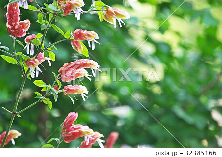 コエビソウ コエビソウ 32385166