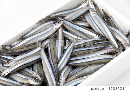 キビナゴ(冷凍) キビナゴ(冷凍) 32385214