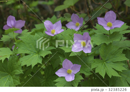 シラネアオイ 32385226