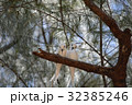 シロアジサシ　サイパン 32385246