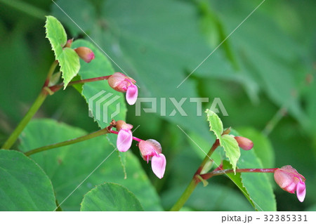 シュウカイドウのピンクの花 シュウカイドウのピンクの花 32385331
