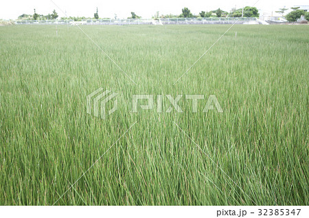 ビーグ（イ草）畑 32385347