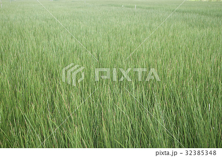 ビーグ（イ草）畑 32385348
