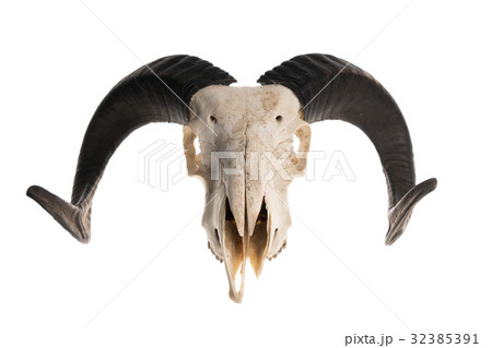 Ram skull with horns Ram skull with horns 32385391