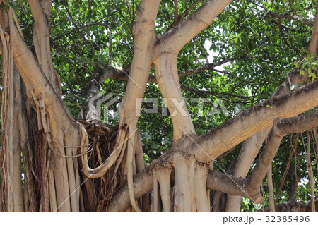 ワイキキビーチのバニヤンの木 32385496