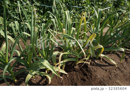 にんにく にんにく 32385604