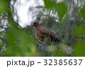 ムナジロバトのメス　サイパン 32385637