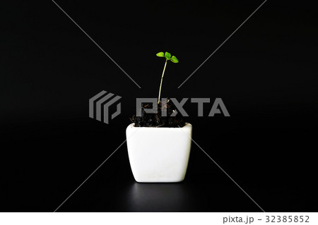 Young plant in a white ceramic pot 32385852