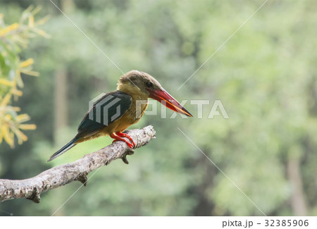 Bird (Stork-billed Kingfisher) perching on branch Bird (Stork-billed Kingfisher) perching on branch 32385906
