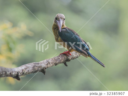 Stork-billed Kingfisher Stork-billed Kingfisher 32385907