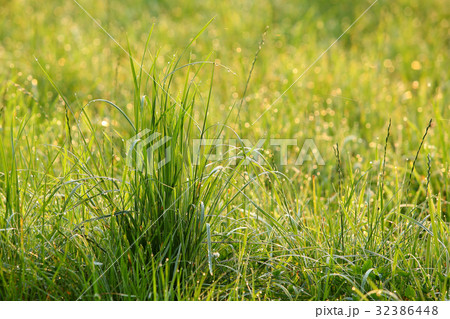 朝露の草地 32386448