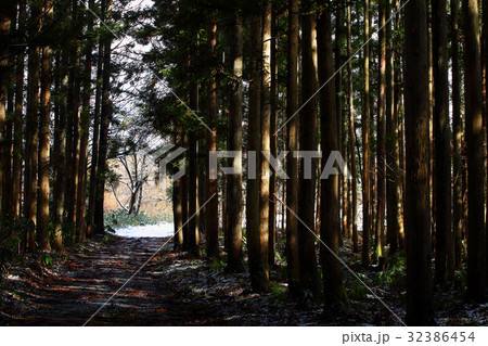 新雪の杉林 32386454