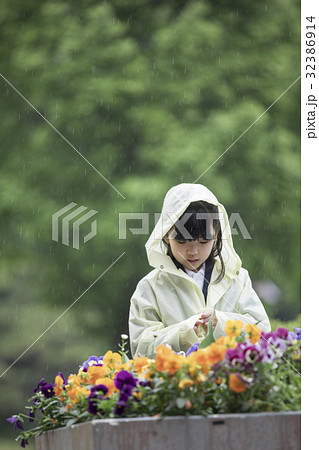 雨の日に花を観察する小学生 雨の日に花を観察する小学生 32386914