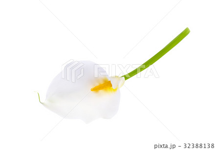 Colorful naturalistic flower calla. Vector Colorful naturalistic flower calla. Vector 32388138