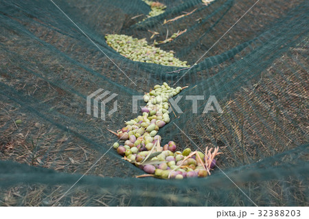 Harvested olives in the net on the ground 32388203