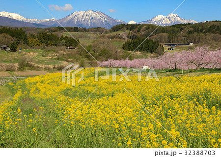 丹霞郷～菜の花と桃 32388703