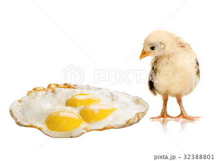 chicken nestling chicken nestling 32388801