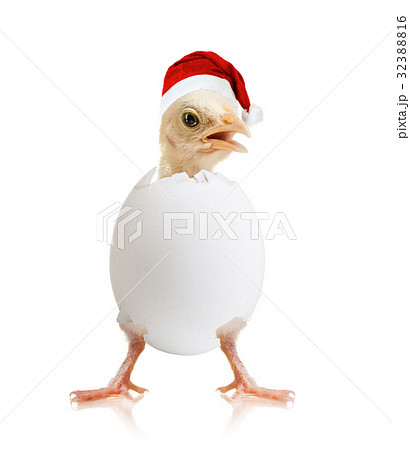 little chick little chick 32388816