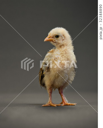 little chick 32388890
