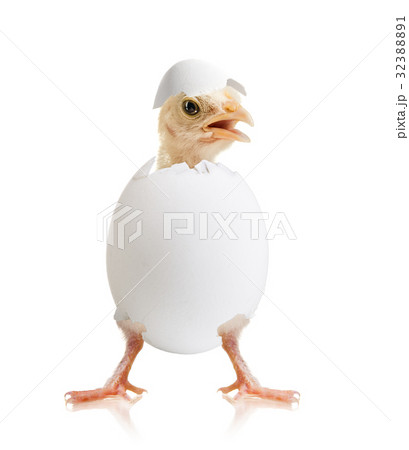 little chick 32388891