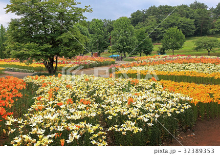 ゆり園 32389353