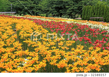 ゆり園 32389357